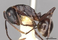 Polyrhachis yarrabahensis casent0910785 p 1 high.jpg