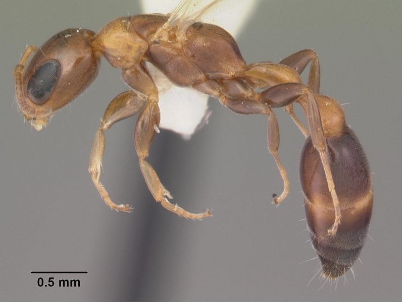 File:Pseudomyrmex ejectus casent0103836 profile 1.jpg