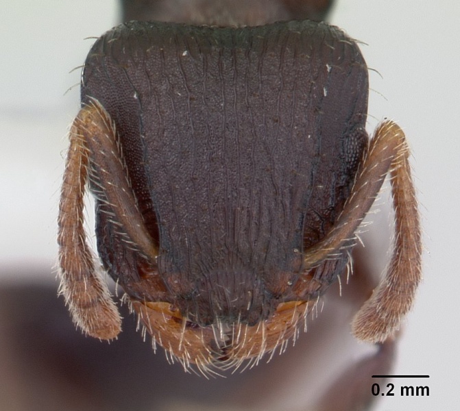 File:Romblonella palauensis casent0178524 head 1.jpg