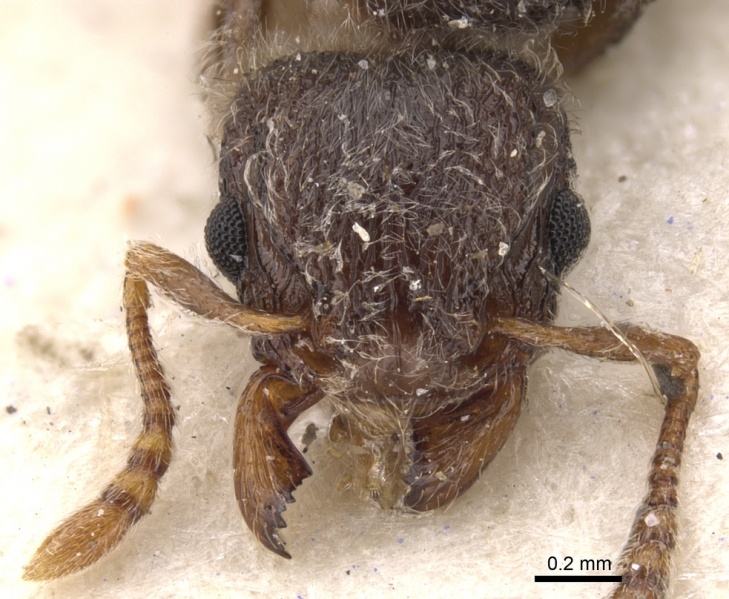 File:Tetramorium constanciae casent0901137 h 1 high.jpg