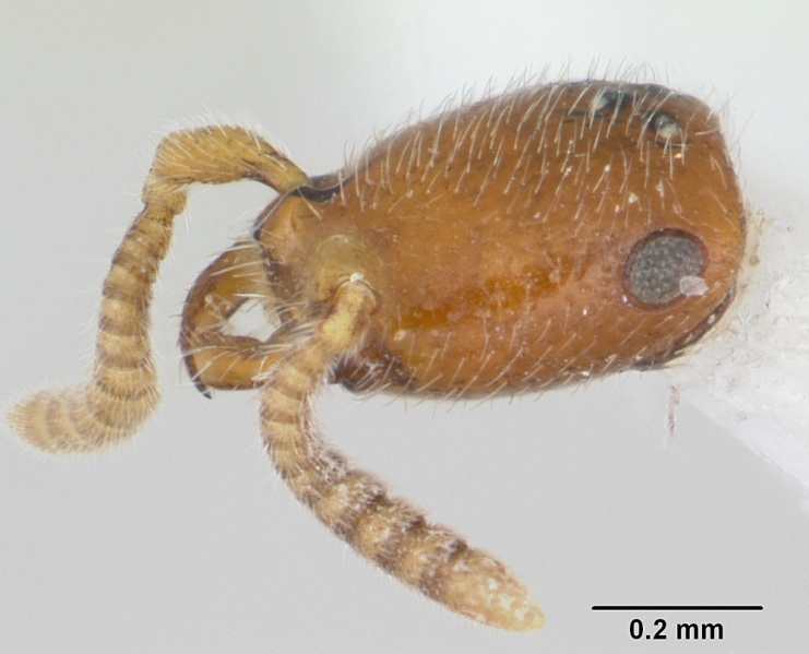 File:Apomyrma stygia casent0007017 profile 1.jpg