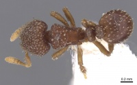 Calyptomyrmex friederikae casent0913954 d 1 high.jpg