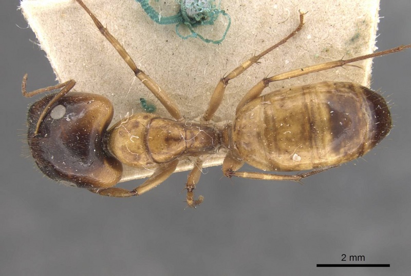 File:Camponotus claripes casent0910368 d 1 high.jpg