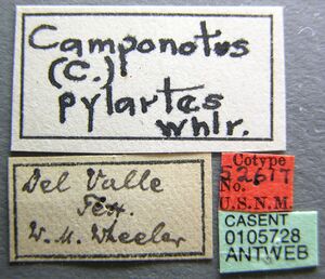 Camponotus pylartes casent0105728 label 1.jpg
