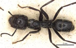 Camponotus quadriceps casent0901971 d 1 high.jpg