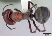 Camponotus suffusus casent0172142 dorsal 1.jpg