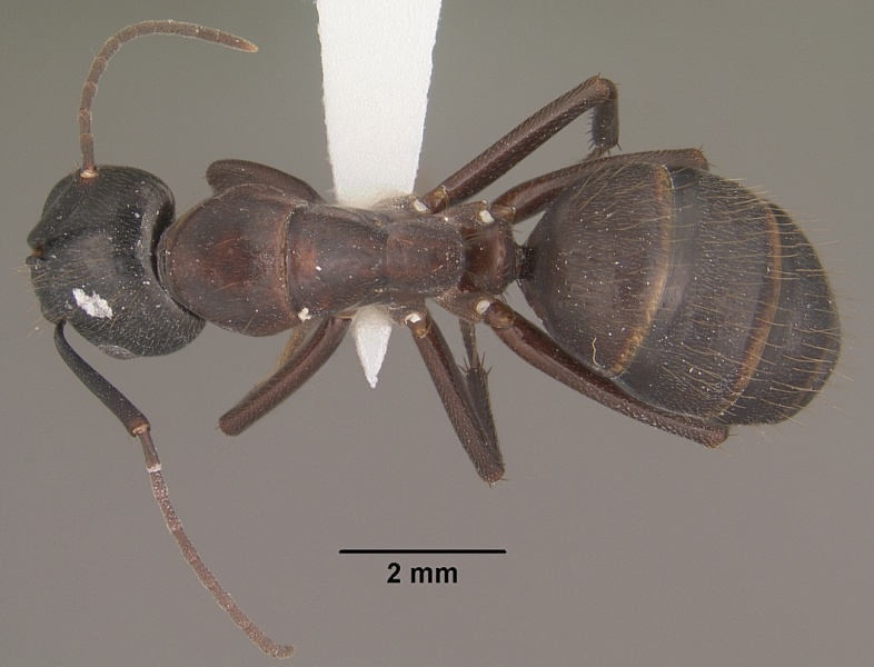 File:Camponotus vicinus casent0102789 dorsal 1.jpg