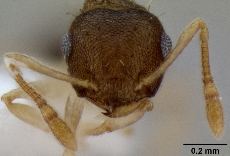 File:Crematogaster reticulata casent0193610 h 1 high.jpg