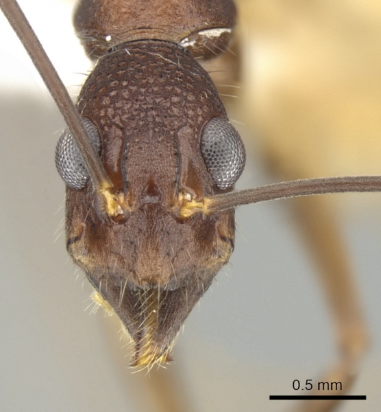 File:Dolichoderus imitator casent0249667 h 1 high.jpg