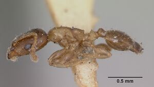 Gauromyrmex acanthinus casent0172789 profile 1.jpg