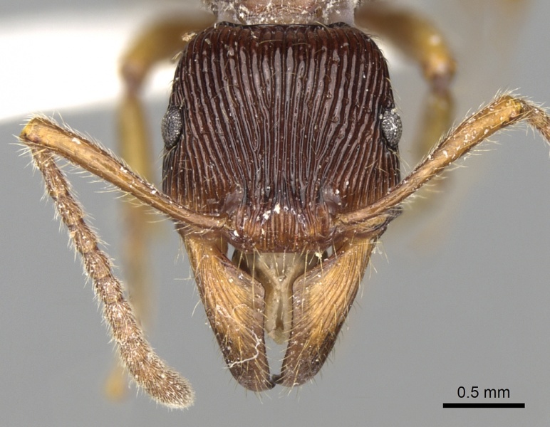 File:Gnamptogenys menozzii H casent0281840.jpg