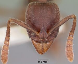 Hypoponera opaciceps casent0104663 head 1.jpg
