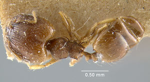 MCZ-ENT00020754 Pheidole moerens-had.jpg