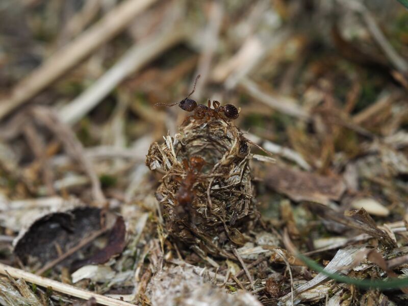 File:Myrmica schencki on woven nest entrance, Ratingen, Germany, Kajetan Mszk.jpg