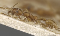 Pheidole maufei casent0901271 p 1 high.jpg