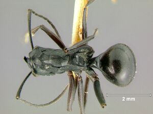 Polyrhachis-orpheusD2x.jpg