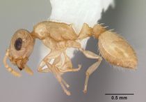 Temnothorax bestelmeyeri casent0172986 profile 1.jpg