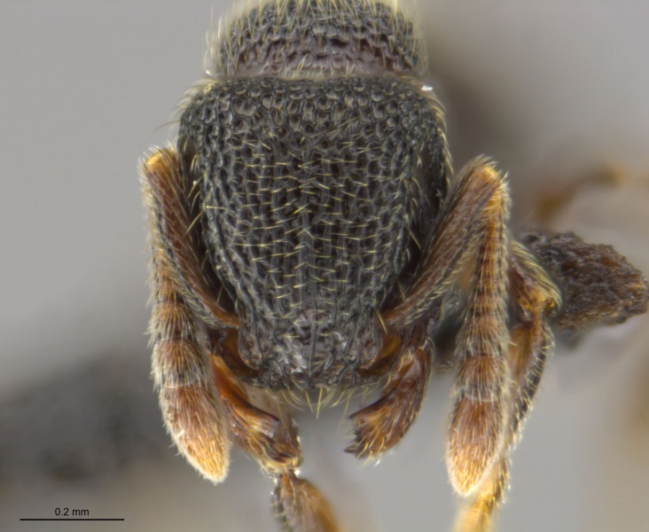 File:Tetramorium nsp 1 gabousense group MOZ hef.jpg