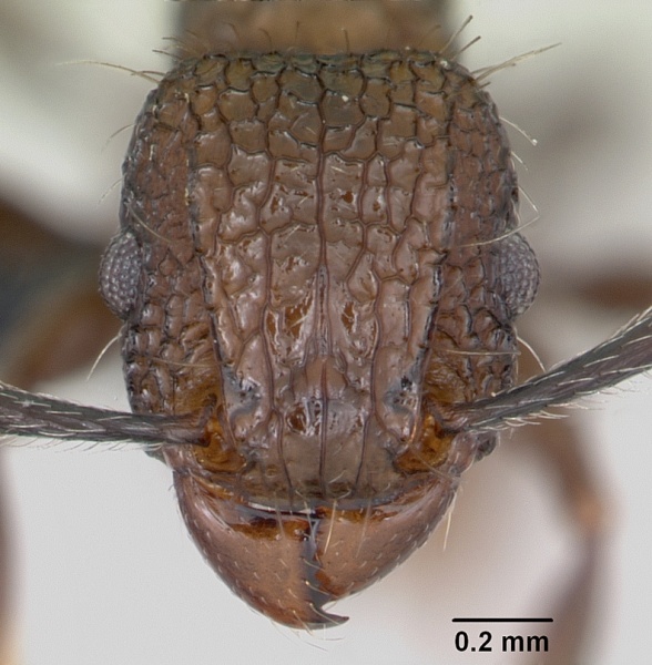 File:Tetramorium pacificum casent0055878 head 1.jpg