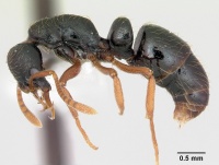 Thaumatomyrmex mandibularis casent0173030 profile 1.jpg