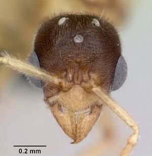 Typhlomyrmex rogenhoferi casent0006787 head 1.jpg