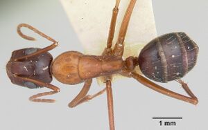 Camponotus castaneus casent0172604 dorsal 1.jpg