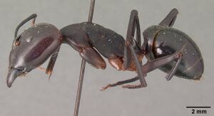 Camponotus gouldi casent0101850 profile 1.jpg