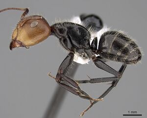 Camponotus lindigi casent0280113 p 1 high.jpg
