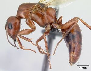 Camponotus raina casent0498581 p.jpg