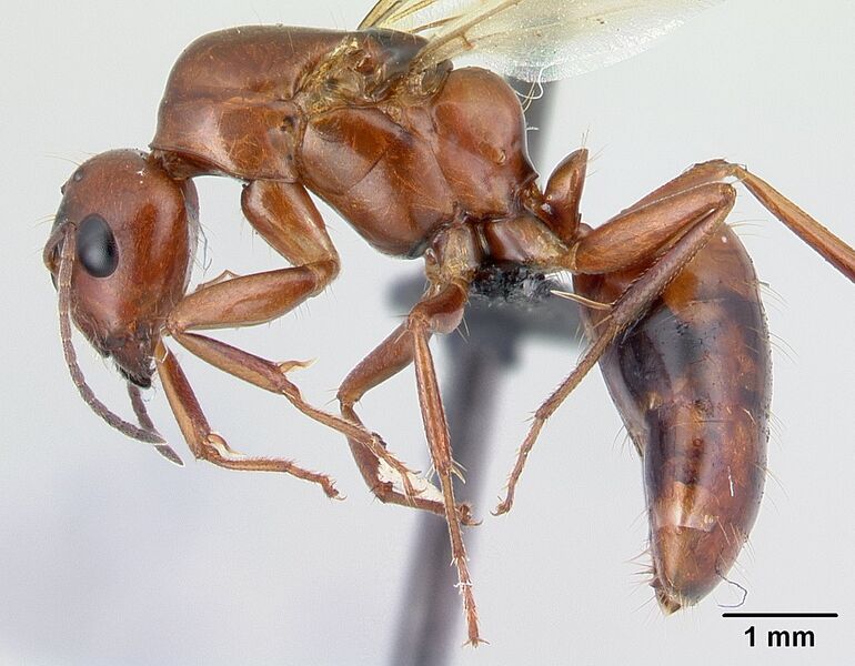 File:Camponotus raina casent0498581 p.jpg