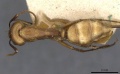 Camponotus ulei casent0910671 d 1 high.jpg
