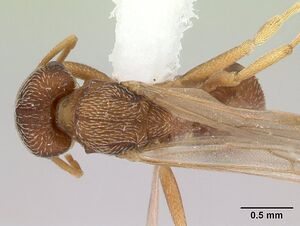Kalathomyrmex emeryi casent0178535 dorsal 1.jpg