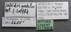 Labidus praedator casent0178608 label 1.jpg