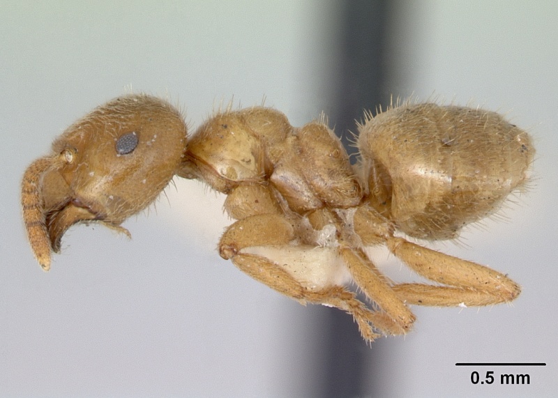 File:Lasius nevadensis casent0172892 profile 1.jpg