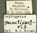 Leptogenys-punctiventrisLab.jpg