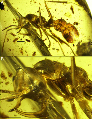 Linguamyrmex-vladi holotype.jpg