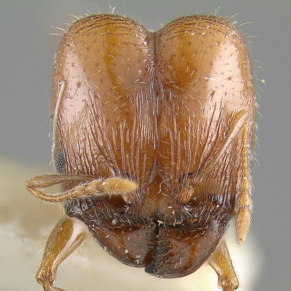 File:MCZ-ENT00029585 Pheidole pyriformis hef.jpg