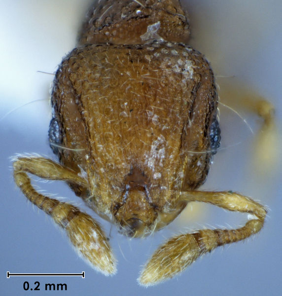File:Mayriella occidua holotype ANIC32-009464 head.jpg
