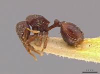 Octostruma petiolata P mcz-ent00511355.jpg