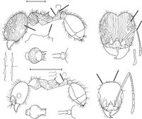 Pheidole fallax Wilson 2003.jpg