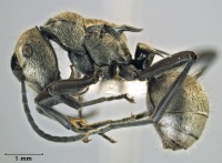 Polyrhachis cupreata side.jpg