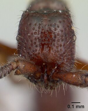 Sphinctomyrmex stali casent0178865 head 1.jpg