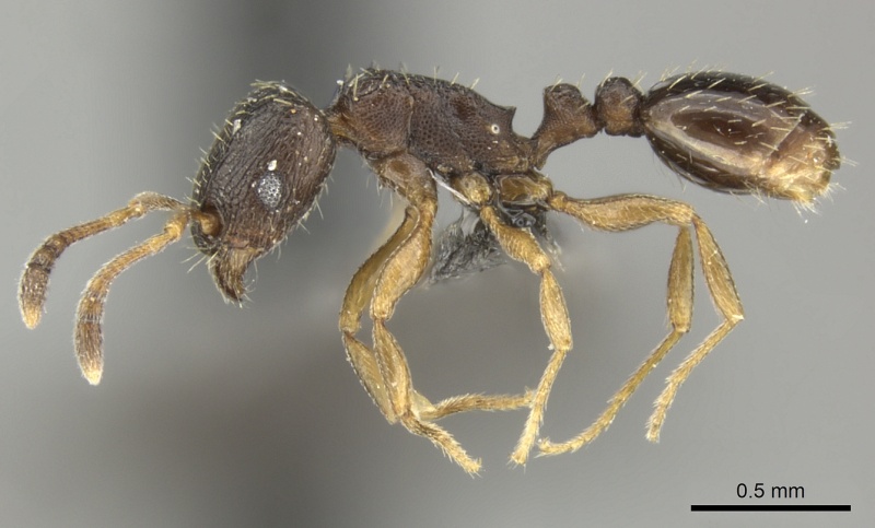 File:Tetramorium altivagans P casent0249018.jpg