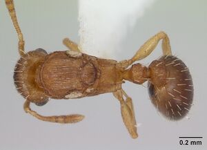 Tetramorium caldarium casent0173286 dorsal 1.jpg