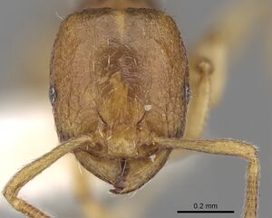 Tetramorium pauper casent0280916 h 1 high.jpg