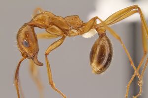 Aphaenogaster- boulderensis hal2.jpg