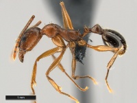 Aphaenogaster-treatae-MCZ001L.jpg