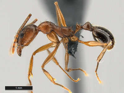 Aphaenogaster treatae - AntWiki