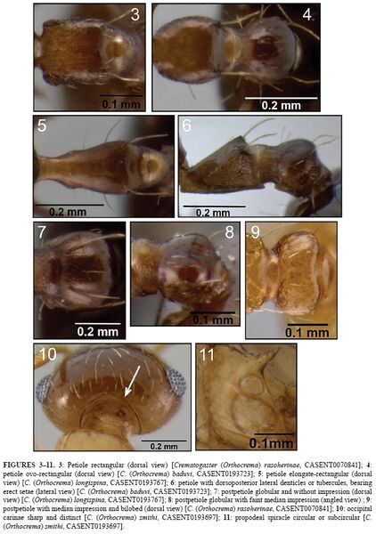 File:Blaimer 2012c Fig 3-11.jpg