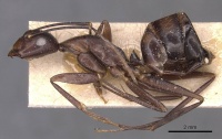 Camponotus donisthorpei casent0905245 p 1 high.jpg